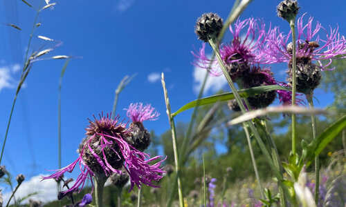 Klare Sicht. Starke Augen.