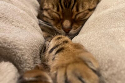 Schlafe & Regeneration